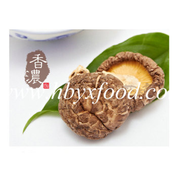 Mushroom with Tea Flower